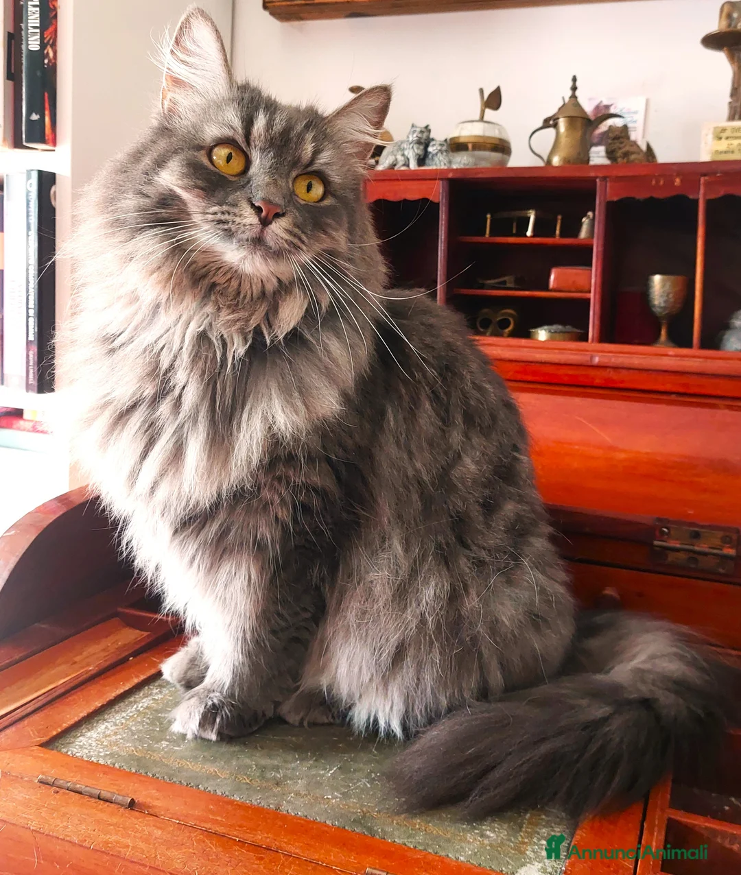 Siberiano gatti in vendita: Sorelline siberiane, due anni cercano casa insieme - Annuncio 4