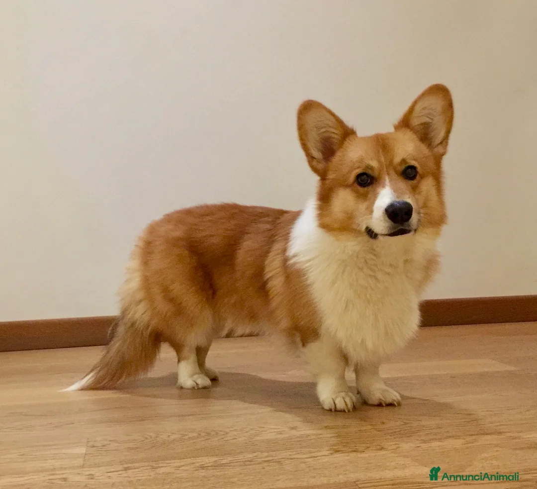 Corgi Pembroke cani per accoppiamento: Corgi maschio per accoppiamento  a Provincia di Treviso - Annuncio 2