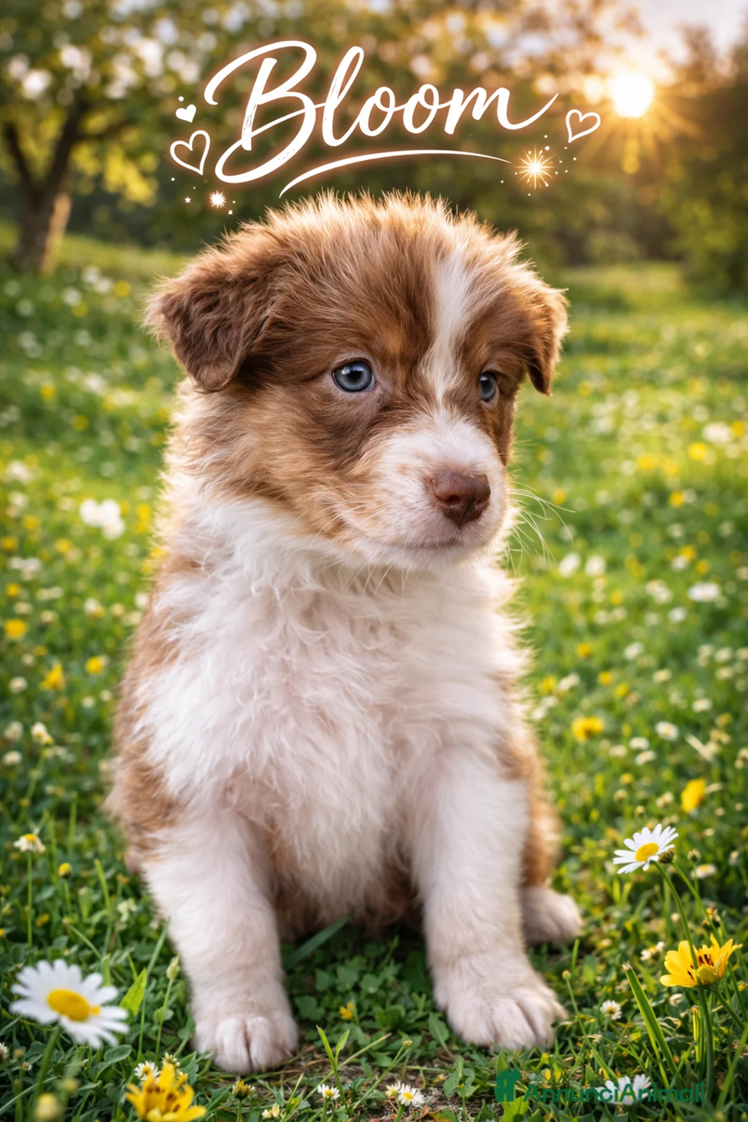 Australian Shepherd cani in vendita: Backy e Bloom - Annuncio 2