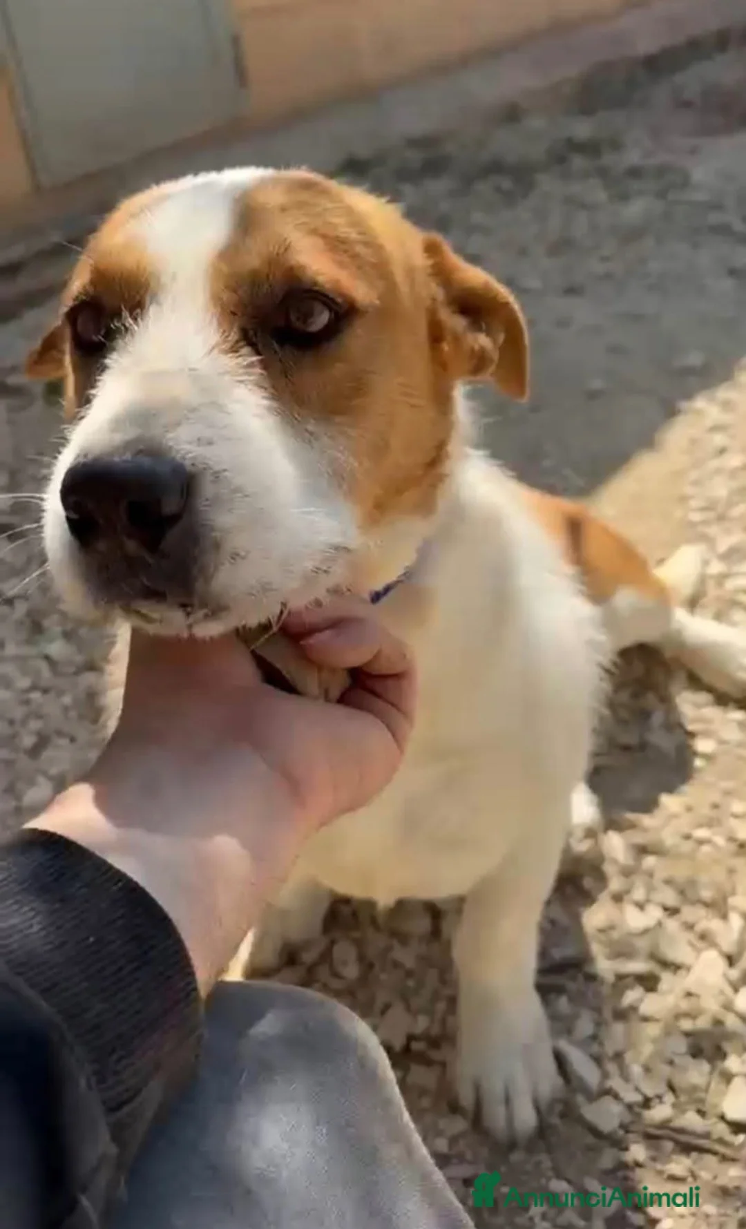 Jack Russell cani in regalo: Jack dolcissimo mix jack russel a Città metropolitana di Milano - Annuncio 1