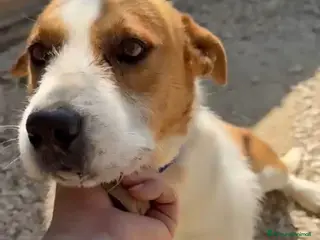 Jack Russell cani Jack dolcissimo mix jack russel - Annuncio 11