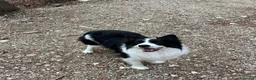 Border Collie cani per accoppiamento: BORDER COLLIE PER RIPRODUZIONE - Annuncio 6