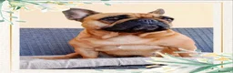 Bulldog Francese cani in vendita: Cuccioli Bouledogue Francese - Annuncio 2