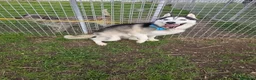 Husky cani in regalo: Siberius, husky, in canile - Annuncio 4