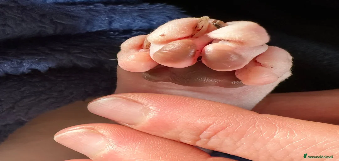 Immagine della galleria {{count}}