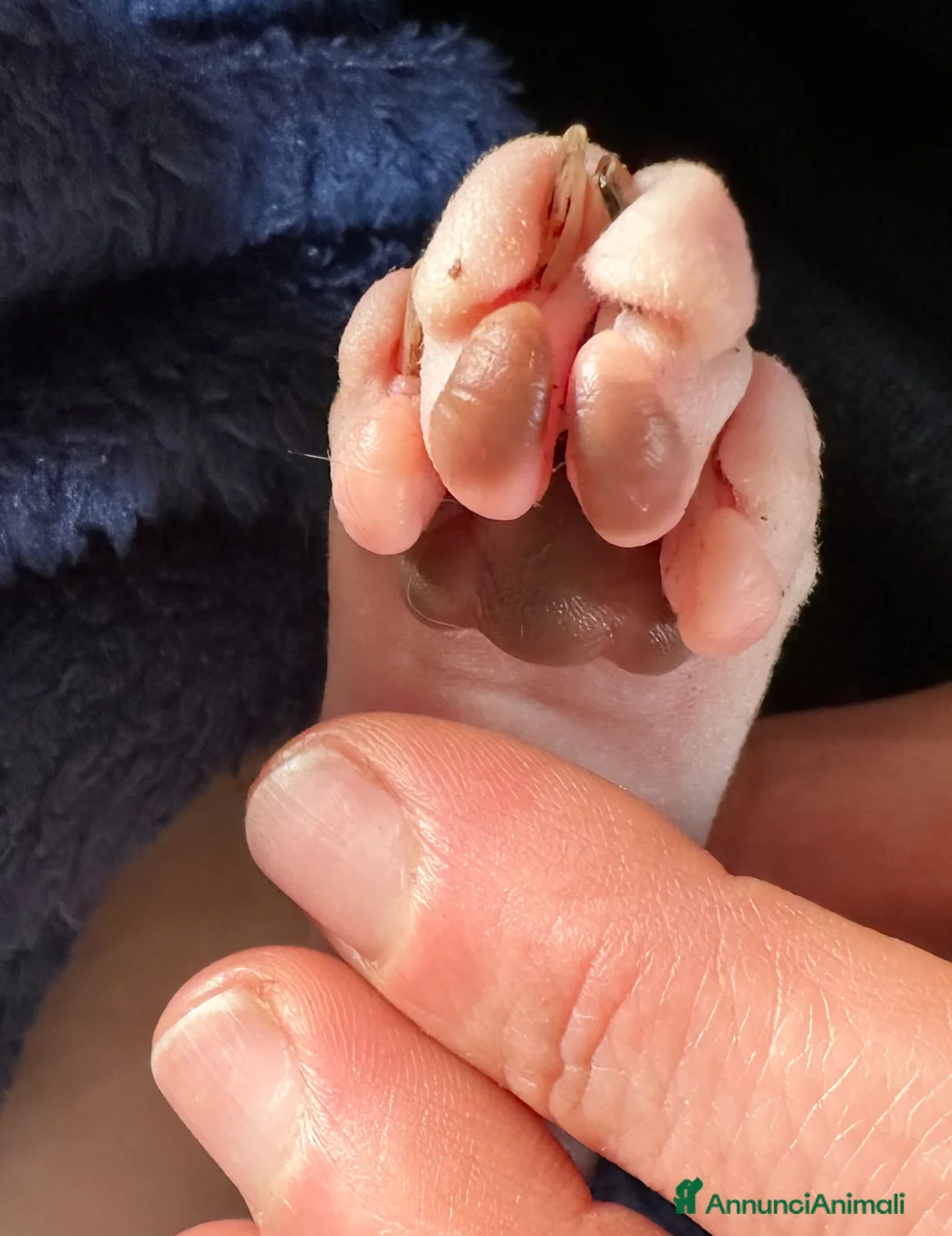 Immagine della galleria {{count}}