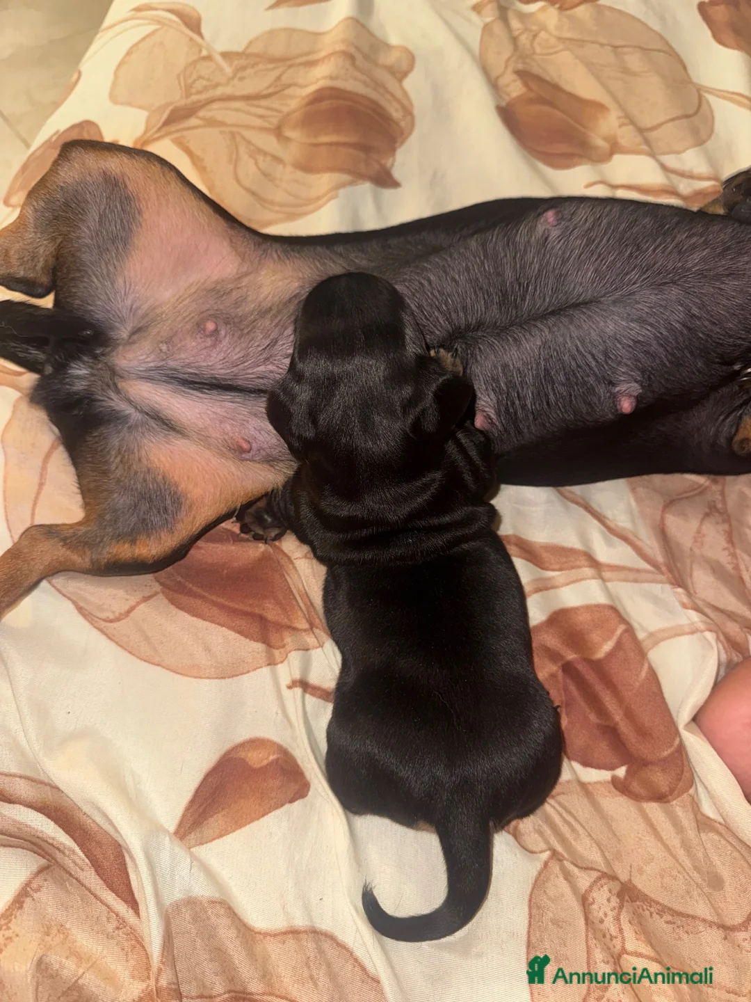 Bassotto Nano cani in vendita: Cucciolo di bassotto maschio  - Annuncio 8