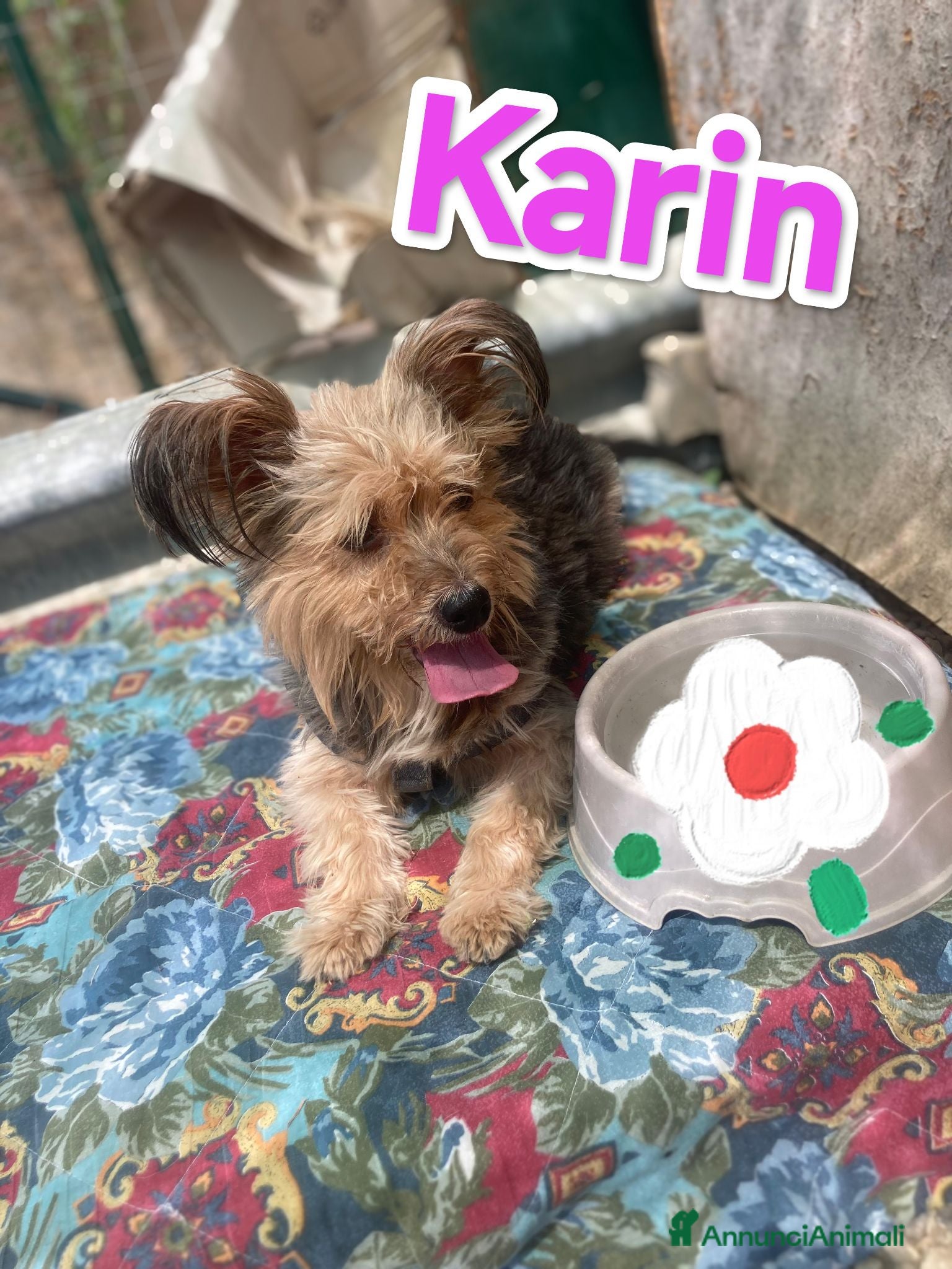 Yorkshire cani Karin Yorkshire femmina cerca famiglia - Annuncio 1