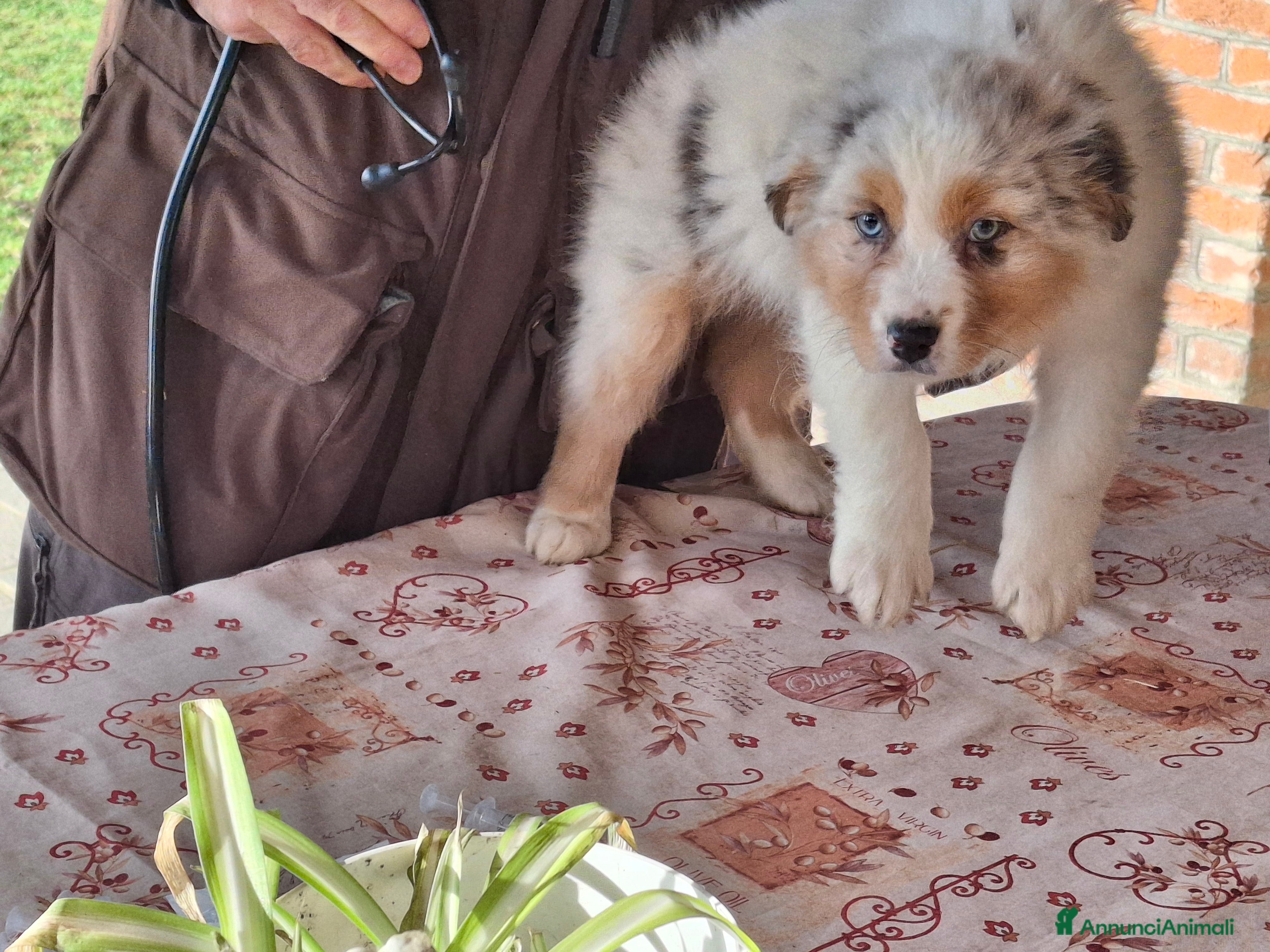 Australian Shepherd cani Cuccioli australian shepard in cerca di amore - Annuncio 2
