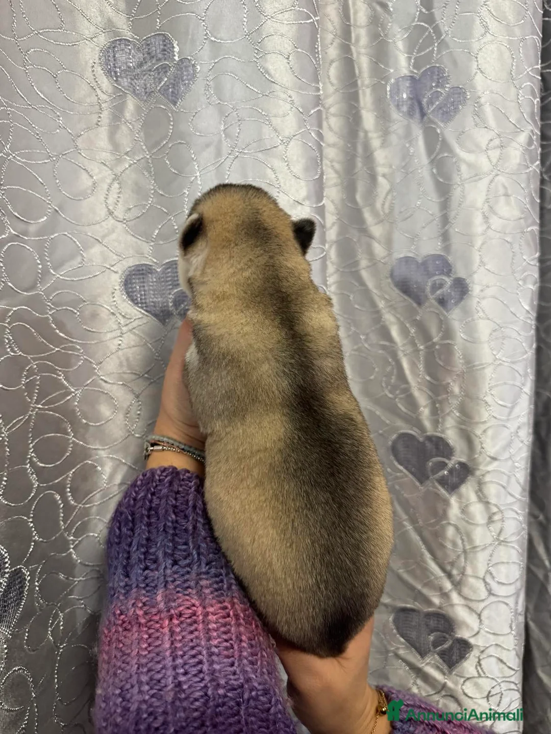 Husky cani in vendita: Cucciole di Husky occhi azzurri e pedigree ENCI - Annuncio 2