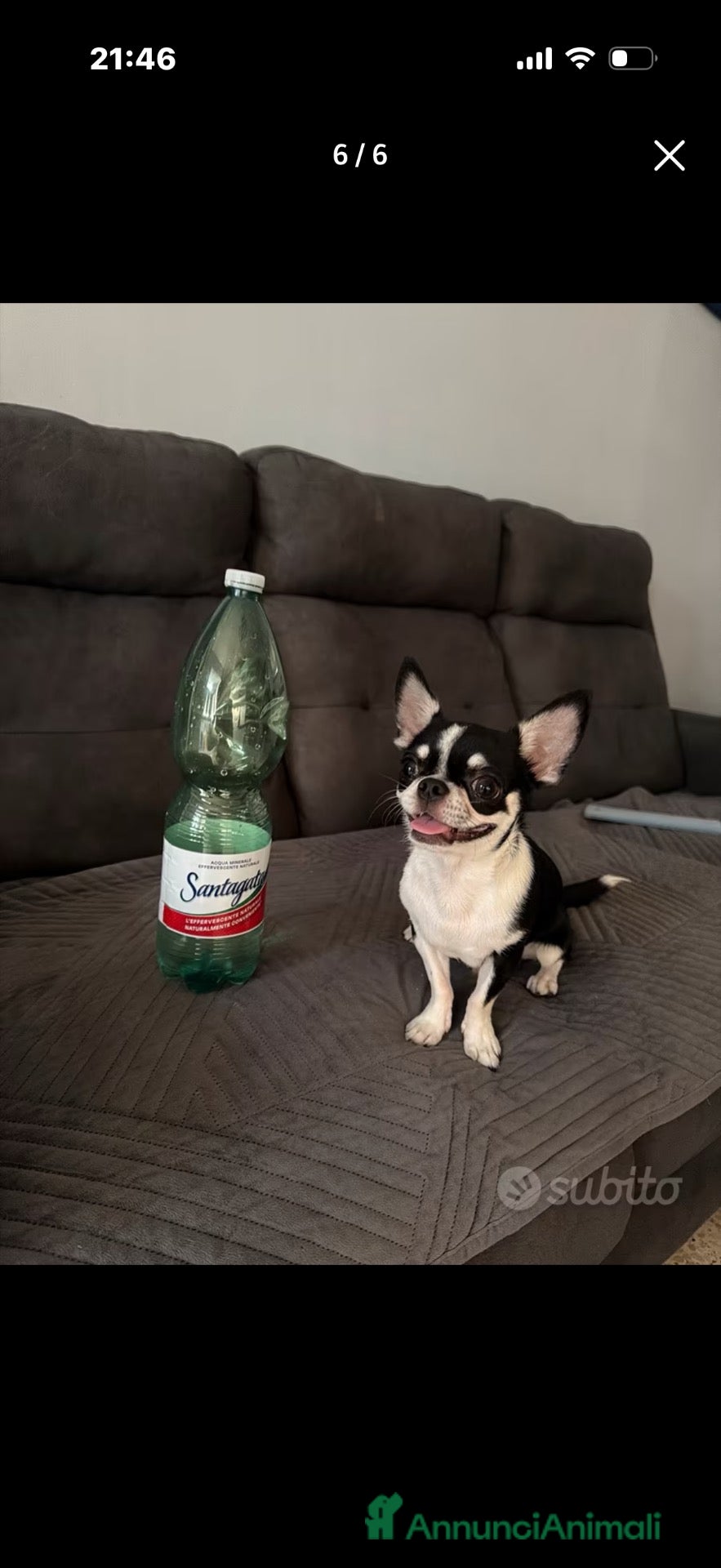 Chihuahua cani Chihuahua per monta - Annuncio 2