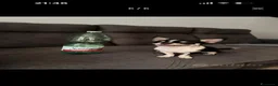 Chihuahua cani per accoppiamento: Chihuahua per monta - Annuncio 1