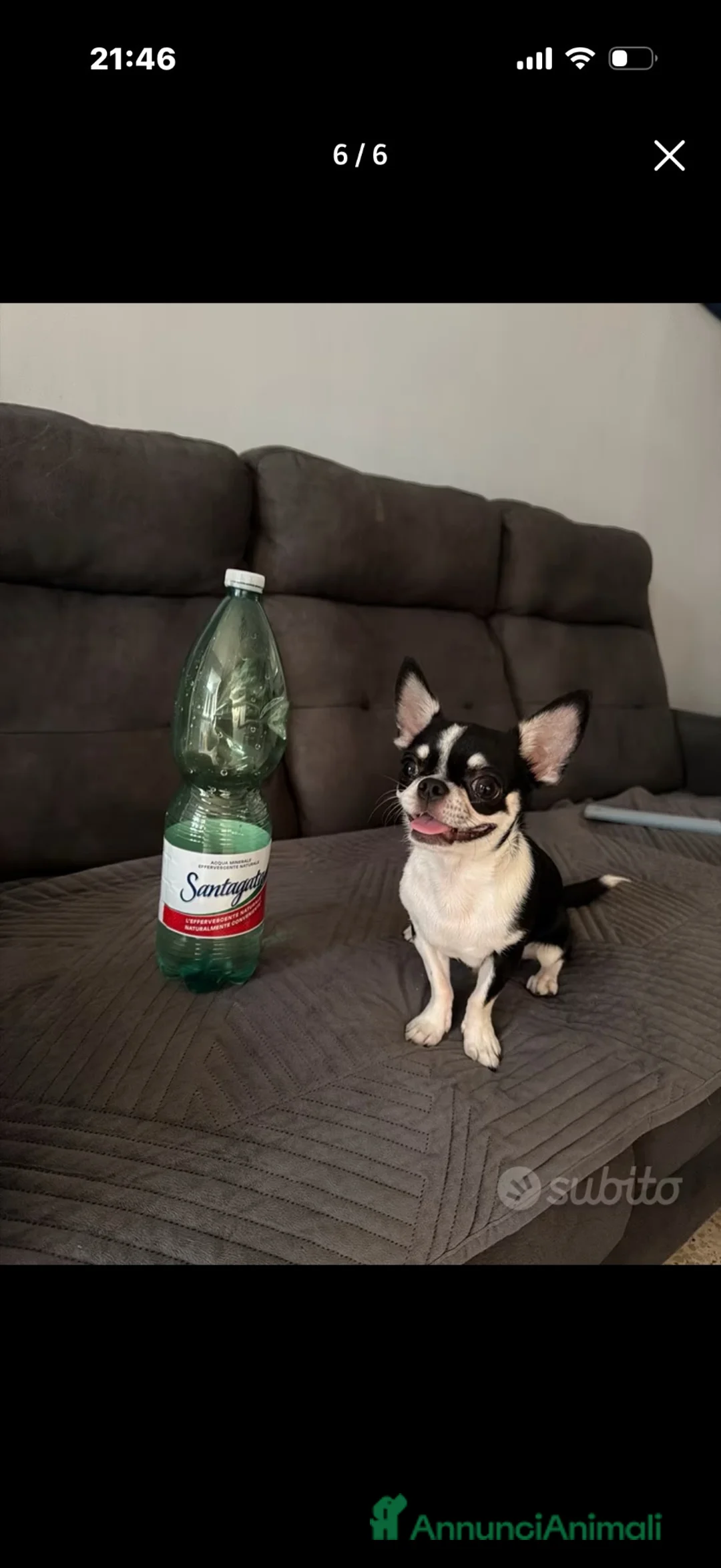 Chihuahua cani per accoppiamento: Chihuahua per monta - Annuncio 1