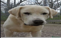 Labrador cani in regalo: Labrador puro adulto finito in canile.NAPOLI SOS a Città metropolitana di Milano - Immagine 3