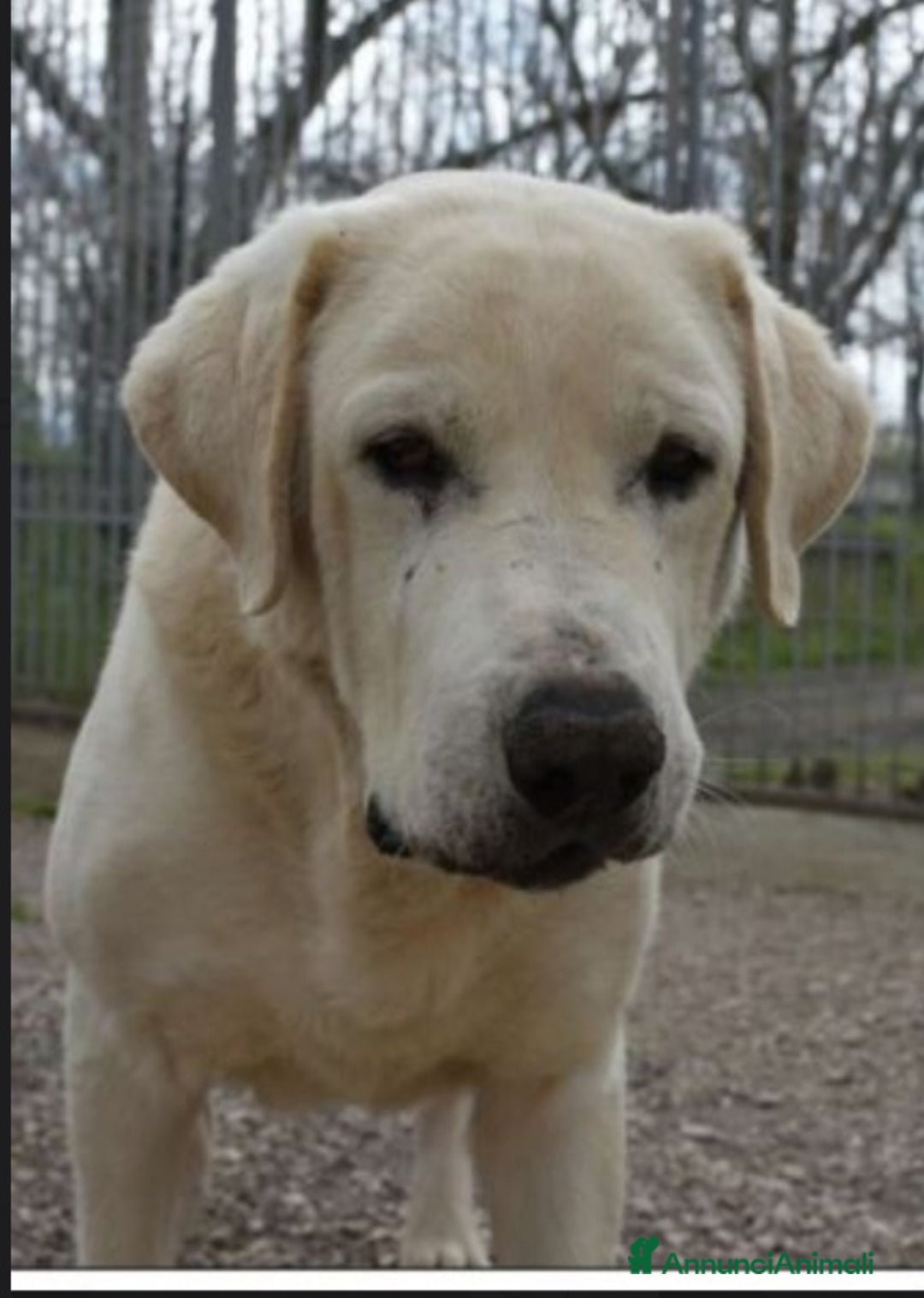 Labrador cani in regalo: Labrador puro adulto finito in canile.NAPOLI SOS a Città metropolitana di Milano - Immagine 3