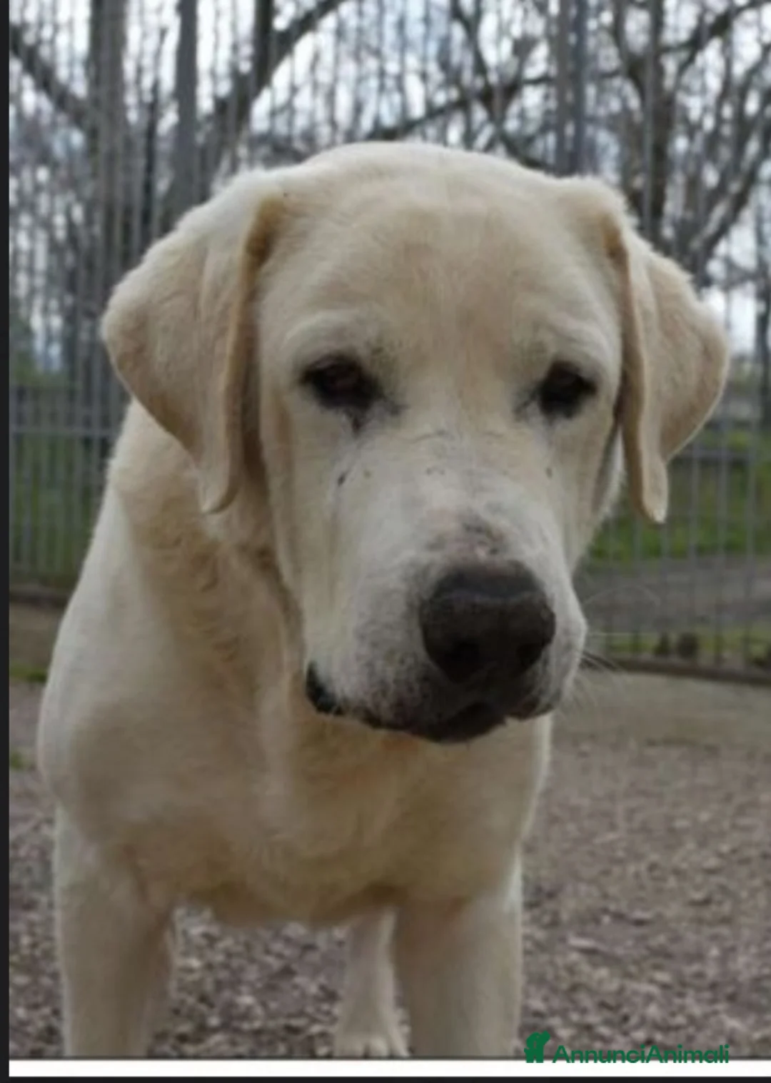 Labrador cani in regalo: Labrador puro adulto finito in canile.NAPOLI SOS a Città metropolitana di Milano - Annuncio 3