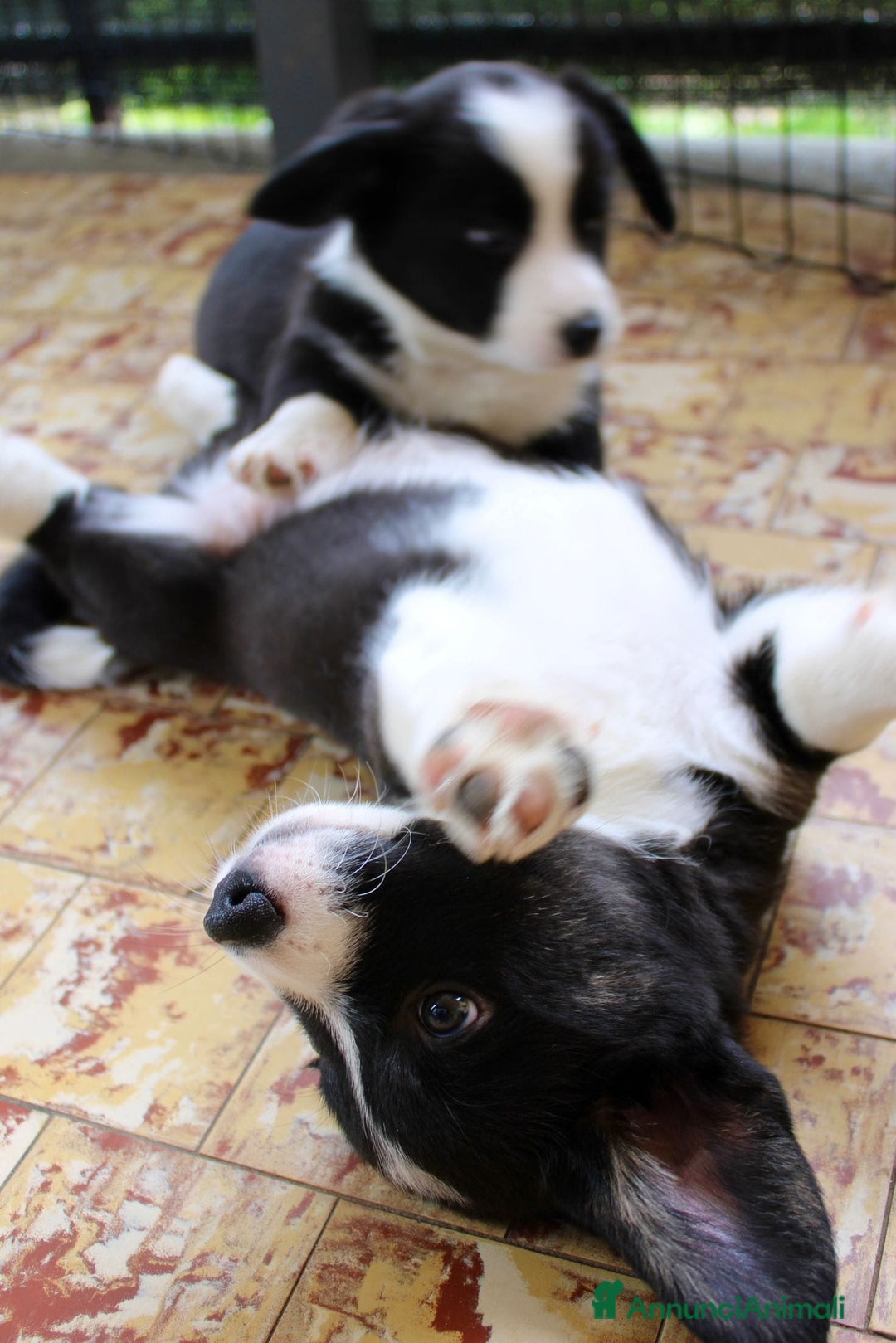 Corgi Cardigan cani in vendita: WELSH CORGI CARDIGAN - Annuncio 4