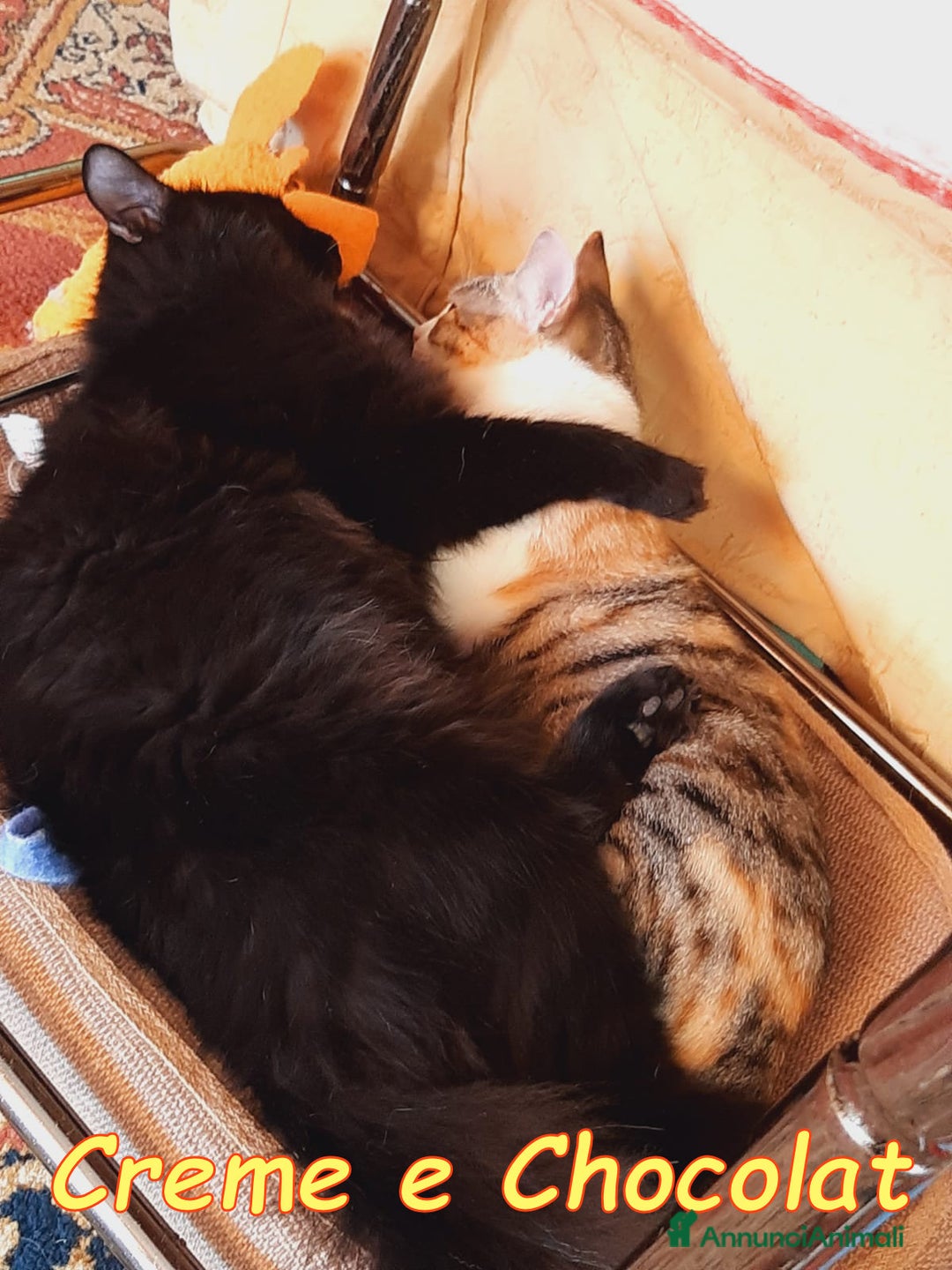 Altre razze gatti in regalo: CRÈME & CHOCOLAT - Annuncio 2