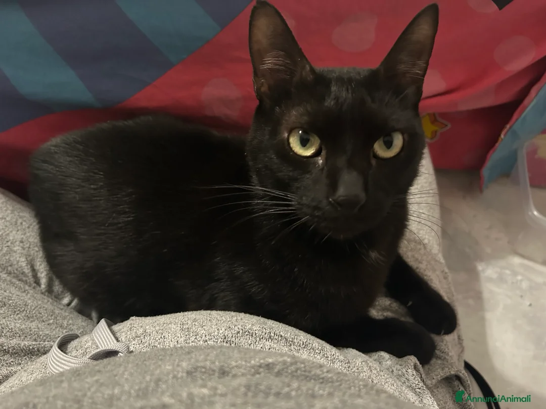 Altre razze gatti in regalo: Arturo e Milu cercano casa  a Provincia di Ancona - Annuncio 4