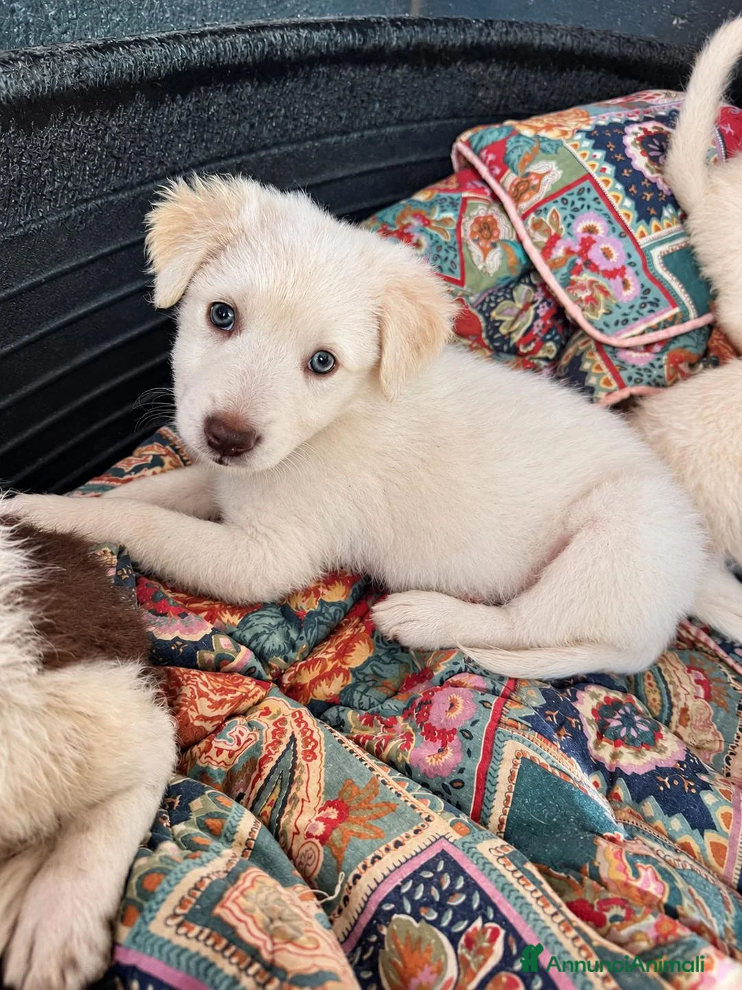 Meticcio cani in regalo: Nina, taglia media contenuta!  - Annuncio 2