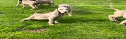Weimaraner cani in vendita: Cuccioli weimaraner  - Annuncio 7