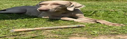 Weimaraner cani in vendita: Cucciolo di weimaraner  - Annuncio 1