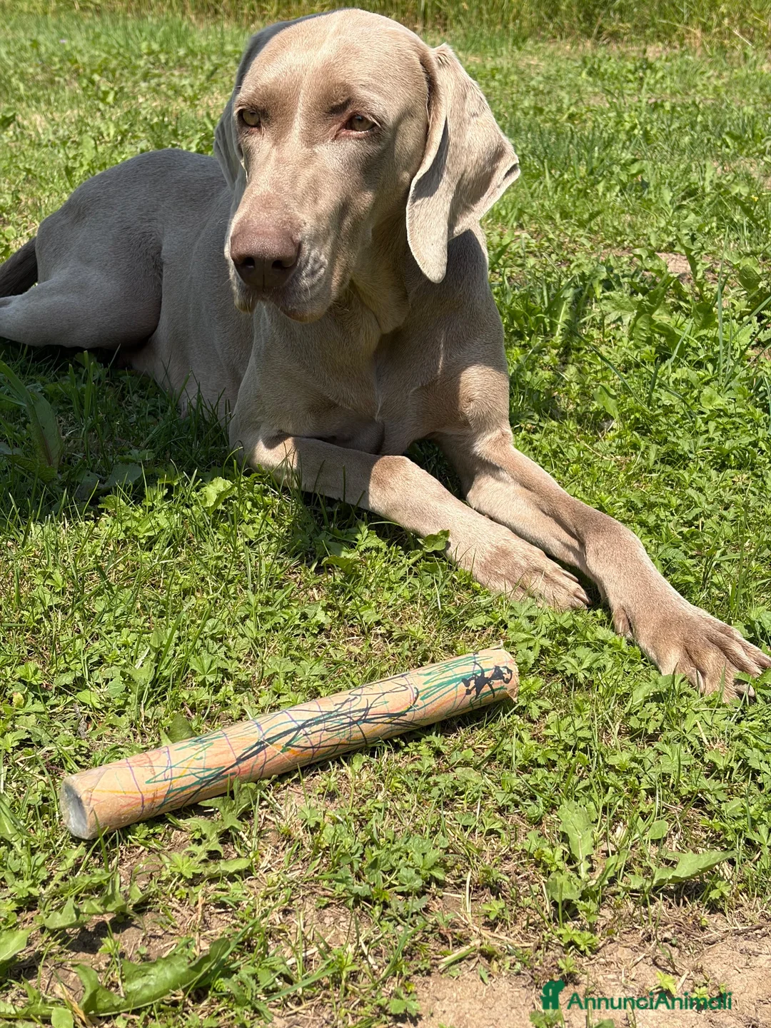 Weimaraner cani in vendita: Cucciolo di weimaraner  - Annuncio 1