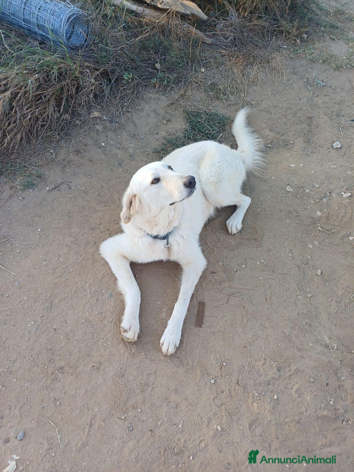 Labrador cani Sig .ra - Annuncio 3