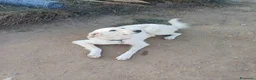 Labrador cani in regalo: Sig .ra a Provincia di Monza e della Brianza - Annuncio 1