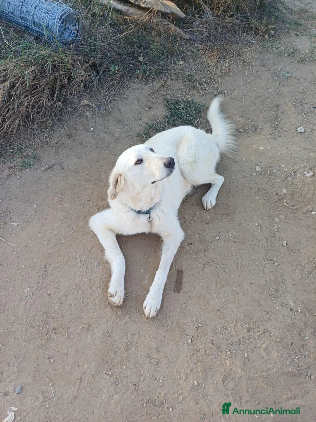 Labrador cani in regalo: Sig .ra a Provincia di Monza e della Brianza - Annuncio 1