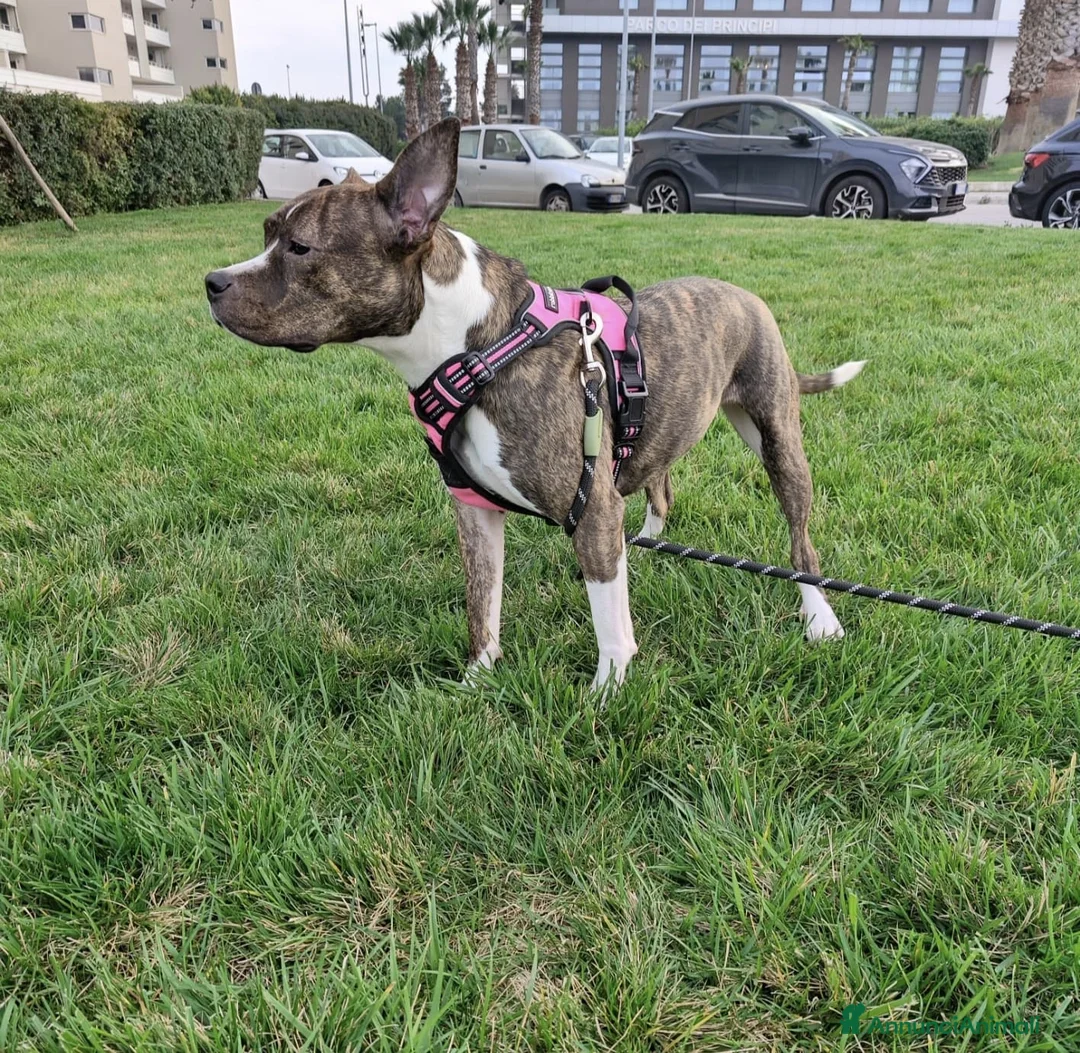 Altre razze cani in regalo: Bellissima amstaff cerca casa - Annuncio 9