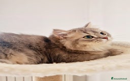 Scottish gatti in vendita: Scottish Fold  a Provincia di Pavia - Immagine 1