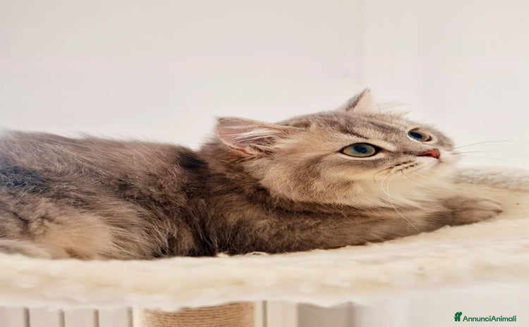 Scottish gatti a Provincia di Pavia - Annuncio 5