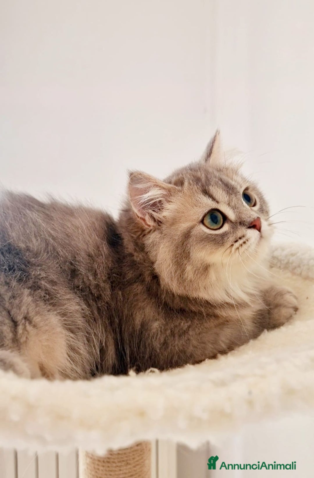Scottish gatti in vendita: Scottish Fold  a Provincia di Pavia - Immagine 1