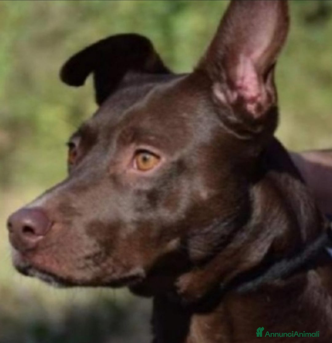 Meticcio cani in regalo: Leila 9anni NESSUNO L HA MAI NOTATA IN CANILE.LAZI a Città metropolitana di Milano - Annuncio 3