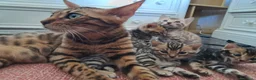 Bengala gatti in vendita: Gatti Bengala cuccioli a Città Metropolitana di Venezia - Annuncio 9