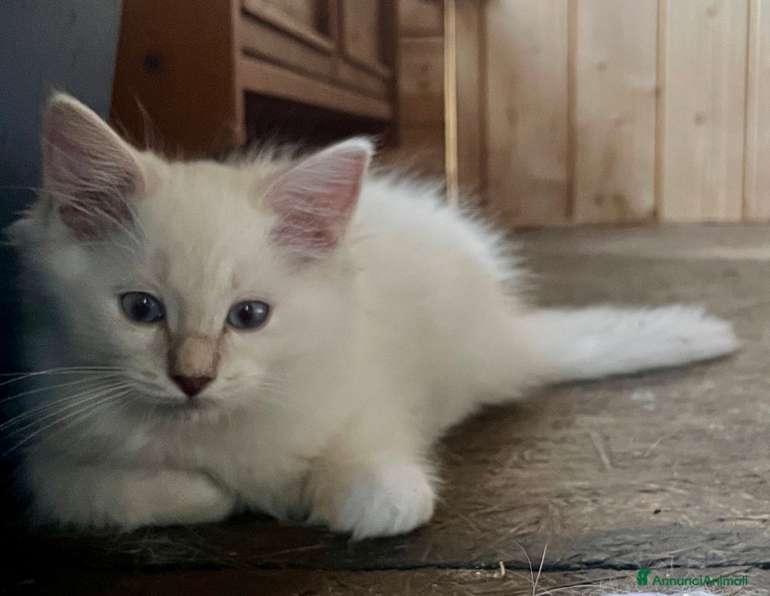 Ragdoll gatti in vendita: Ragdoll cucciolo con pedigree  a Provincia di Pavia - Immagine 5
