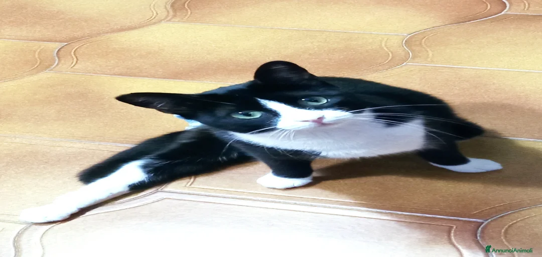 Immagine della galleria {{count}}