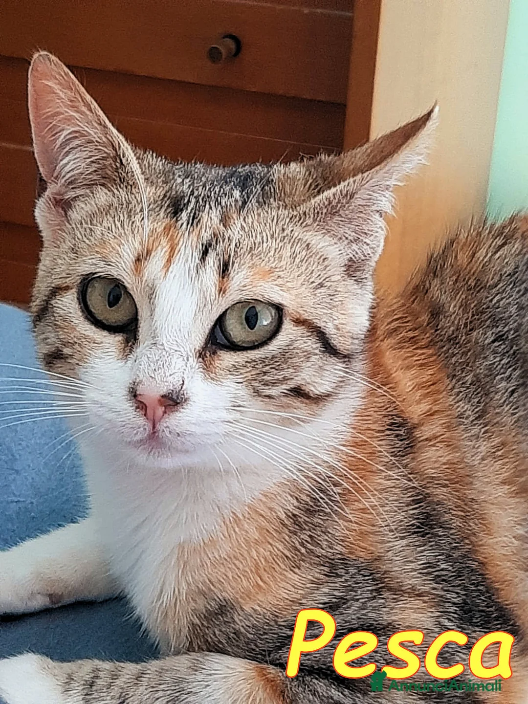 Europeo gatti in regalo:  PESCA GATTINA DOLCISSIMA - Annuncio 2