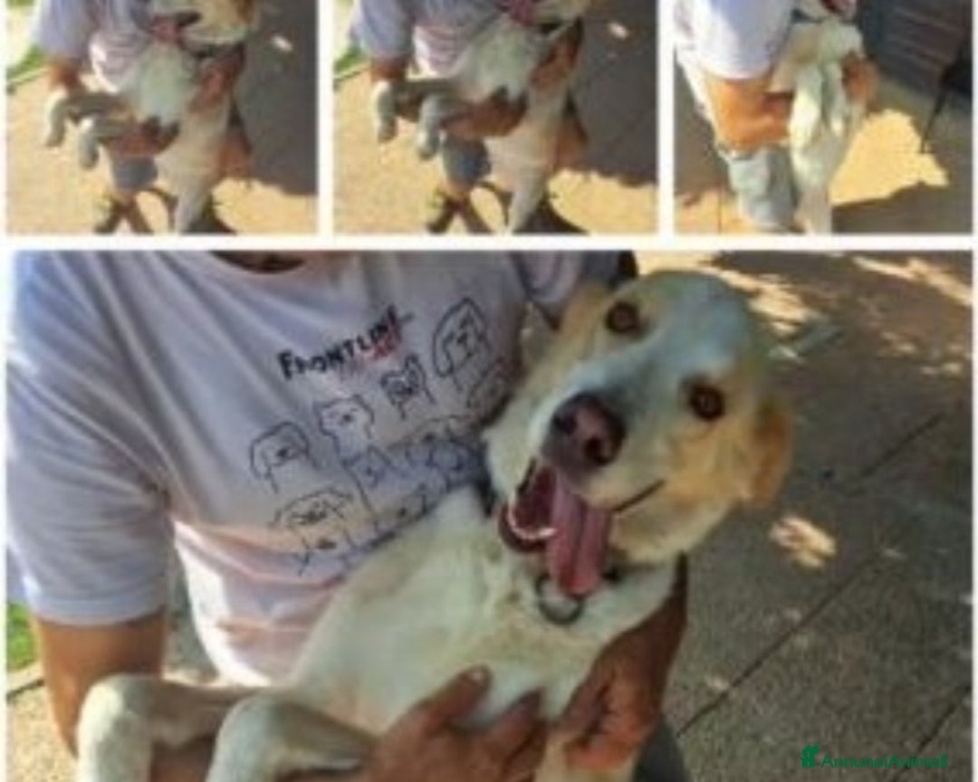 Labrador cani in regalo: Mia 3anni BELLISSIMA mollata dai padroni ROMA a Milano - Immagine 2