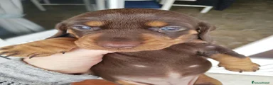 Bassotto 1