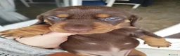 Bassotto cani in vendita: Cuccioli Bassotti bellissimi - Annuncio 4