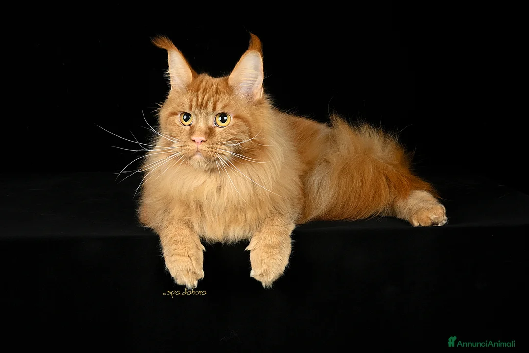 Immagine della galleria {{count}}