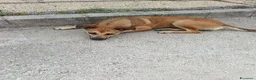 Meticcio cani in regalo: Stella cerca casa urgentemente  - Annuncio 3