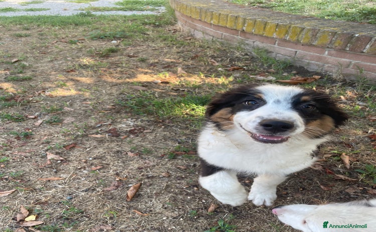 Australian Shepherd cani a Provincia di Cuneo - Annuncio 1