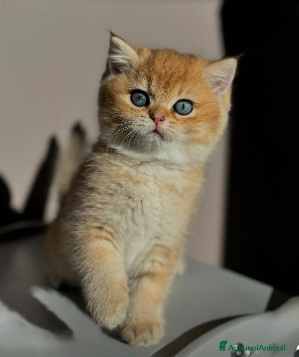 British gatti Meravigliosi cuccioli di british shorthair golden - Annuncio 5