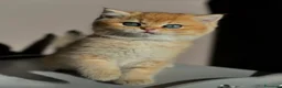 British gatti in vendita: Meravigliosi cuccioli di british shorthair golden - Annuncio 2