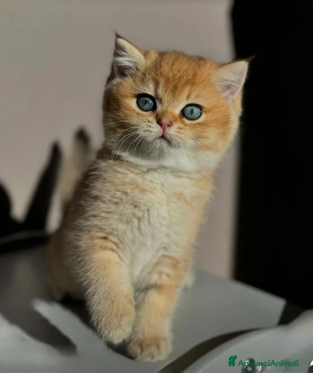 British gatti in vendita: Meravigliosi cuccioli di british shorthair golden - Annuncio 2
