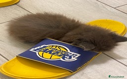 Maine Coon gatti in vendita: Cucciolata Maine coon - Immagine 3