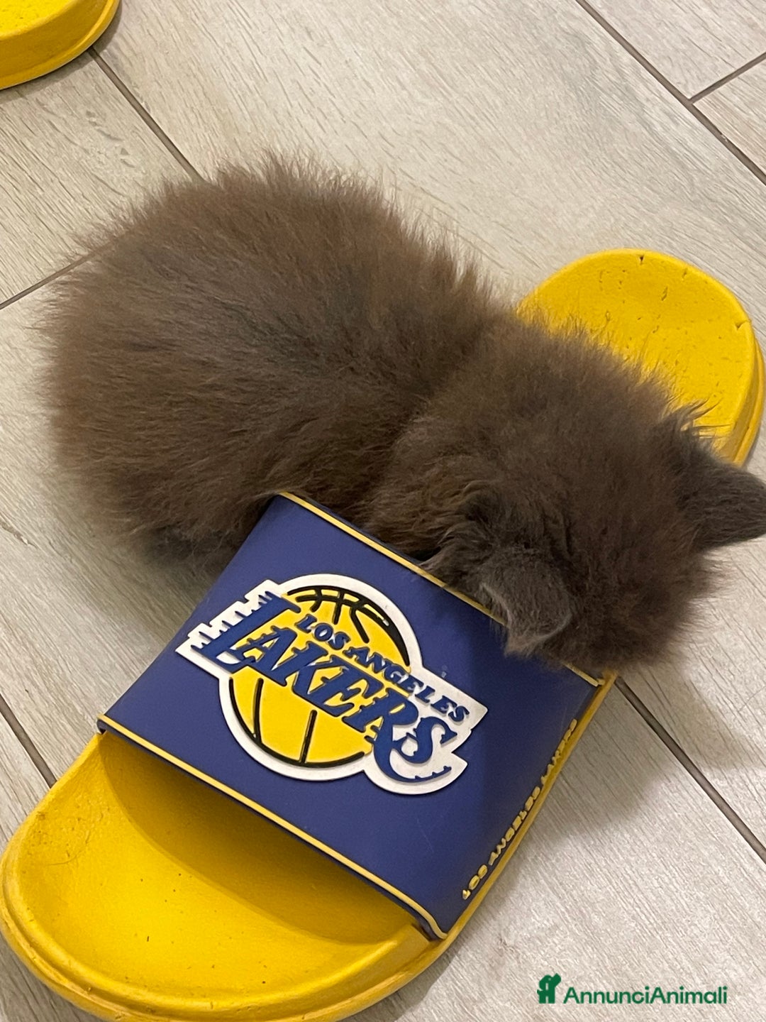 Maine Coon gatti in vendita: Cucciolata Maine coon - Immagine 3